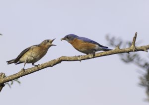 Eastern Bluebirds (Sialia sialis)