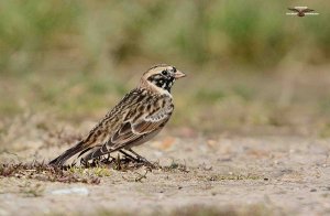 Lapland Bunting 6713.jpg