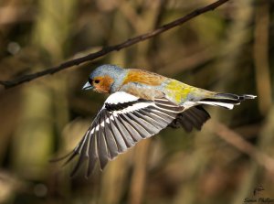 Chaffinch