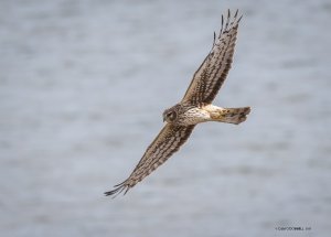 Female Northern Harrier Over a Lake
