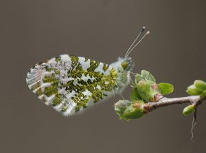 Orange Tip