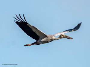 Asian Openbill.jpg