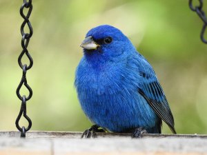 Indigo Bunting, male