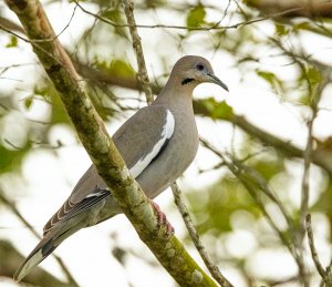 White-winged Dove, Congo Road, Houston.jpg