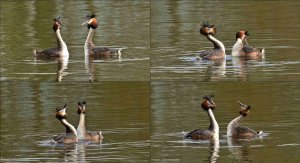 Great-Crested Grebes Displaying.