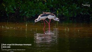 Black-winged Stilt (Himantopus himantopus) 黑翅长脚鹬