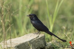 Black Drongo (Dicrurus macrocercus).jpg