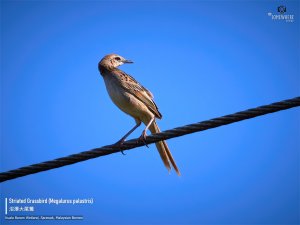 Striated Grassbird (Megalurus palustris) 沼澤大尾鶯