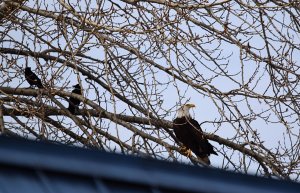 Eagle and crows