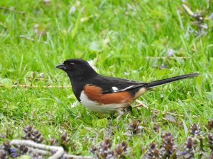 Spotted Towhee1.jpg