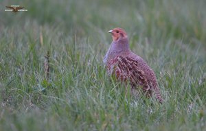 Grey Partridge 0082.jpg