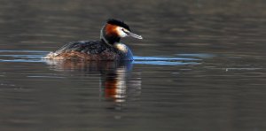 Great crested grebe