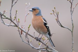 G Chaffinch.jpg