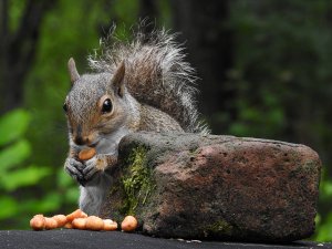 Eastern Gray Squirrel