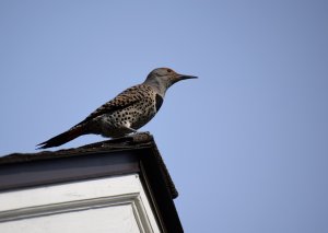 Flicker on the peak of the roof