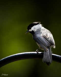 Black Capped Chickadee