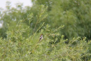 164- Lanius senator Woodchat Shrike-30 juin 2014.jpg