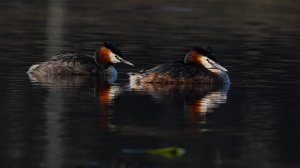 Great crested grebe