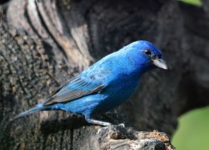 Indigo Bunting, male