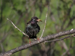 Common starling perched