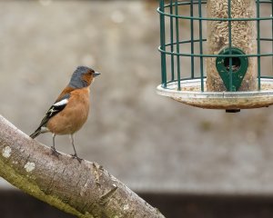 Chaffinch looking for lunch.jpeg