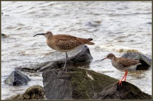 Whimbrel and Redshank