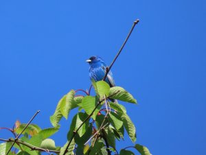 Indigo bunting