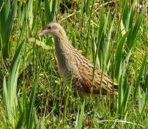 Corncrake