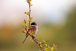 Reed Bunting on top of a shrub