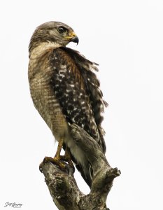 Red Shouldered Hawk