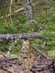 Fox in the forest