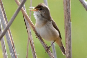 Reed Warbler