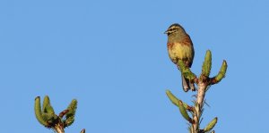 cirl bunting