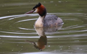 Great Crested Grebe