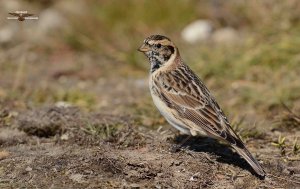 Lapland Bunting 7396.jpg