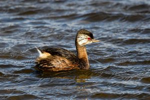 White-tufted Grebe