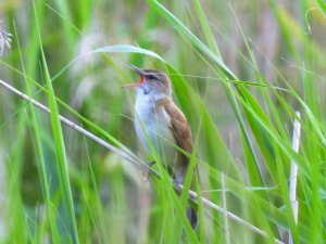 Great Reed Warbler