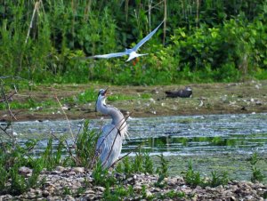 Grey Heron