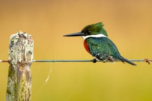 Green Kingfisher