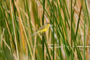 Grassland Yellow-Finch