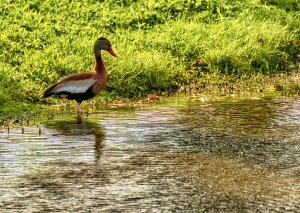 Black-bellied whistling duck PORT ST LUCIE, FL
