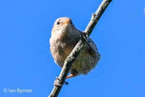 Wren - (Troglodytidae)