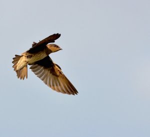 Purple Martin (young female).jpg