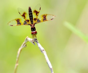 Eastern Amberwing (female).jpg