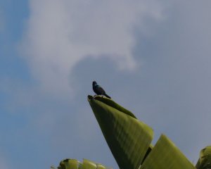 Palestine Sunbird