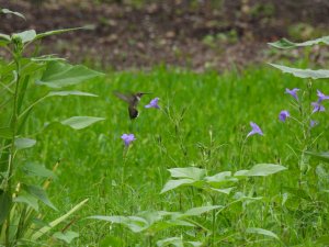 Ruby-Throated Hummingbird Female