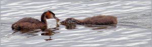 Great Crested Grebe