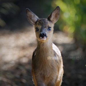 roe deer fawn