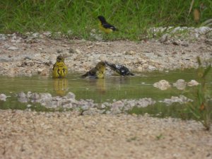 Damp Finches