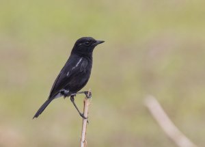 Pied Bushchat